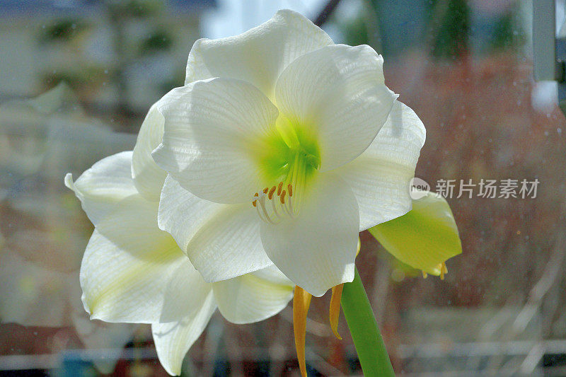 孤挺花/ Hippeastrum